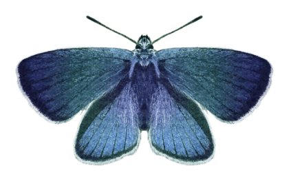 butterflyBlue