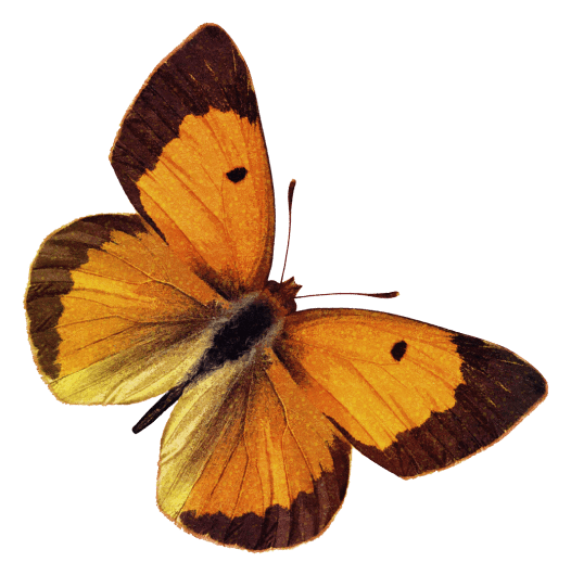 butterflyYellow