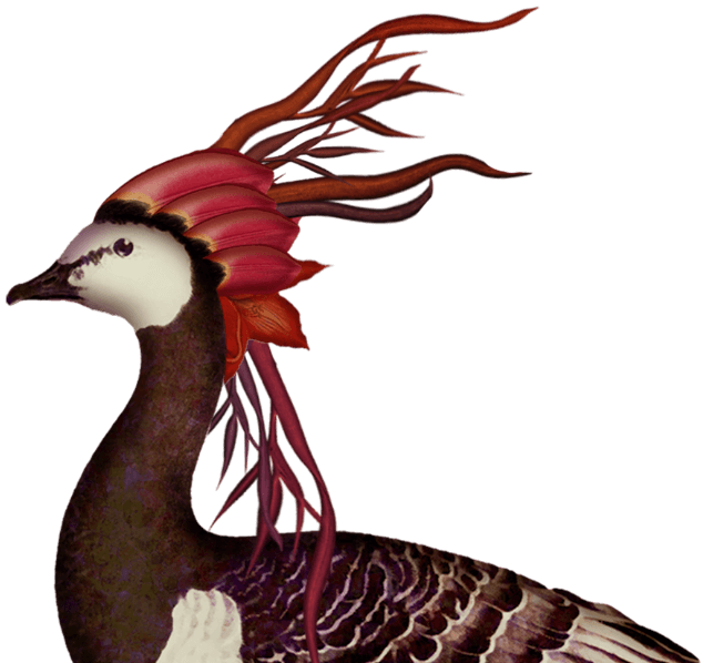 contact-bird